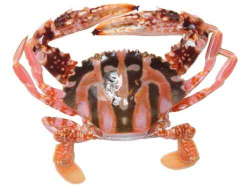 花蟹